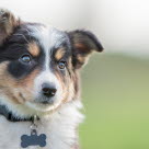 Border collie.