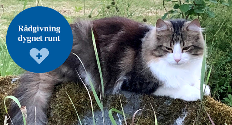 Katten Ziggy på en sten i trädgården.