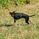 Hund som är ute och busar i naturen kan lätt skada sig och få skärsår.