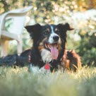 Border collie i trädgården bör undvika att äta sniglar