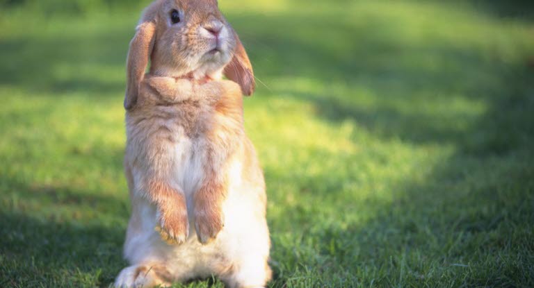 Kanin kan drabbas av mask och parasiter