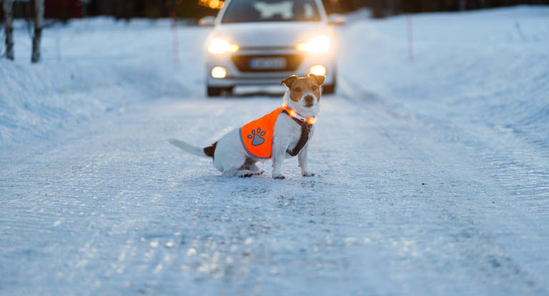 Reflexer räddar hundliv