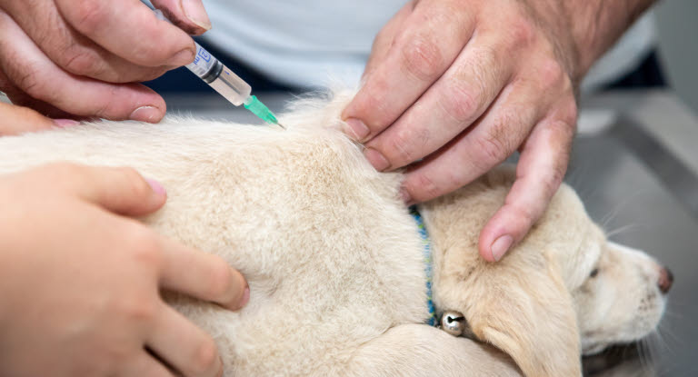 Vaccinering mot valpsjuka är det absolut viktigaste du kan göra i förebyggande syfte för att din hund inte ska bli smittad