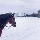 Skritta hästen frisk och hållbar i vinterkylan.