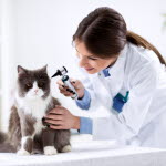 Vanliga orsaker att katter besöker veterinären.
