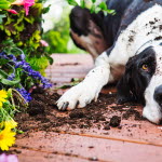 Hund bredvid blommor och växter som är giftiga.
