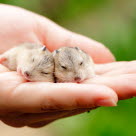 Tryggt med försäkring för din hamster.