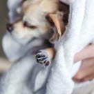 Hund blir buren inlindad i en handduk.