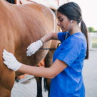 Häst blir undersökt av veterinär.