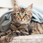 Norsk skogkatt kattunge.