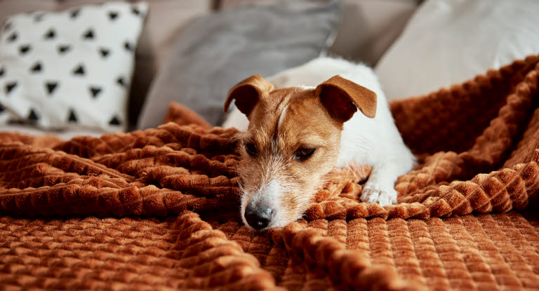 Slöhet kan va ett av många tecken på magkatarr