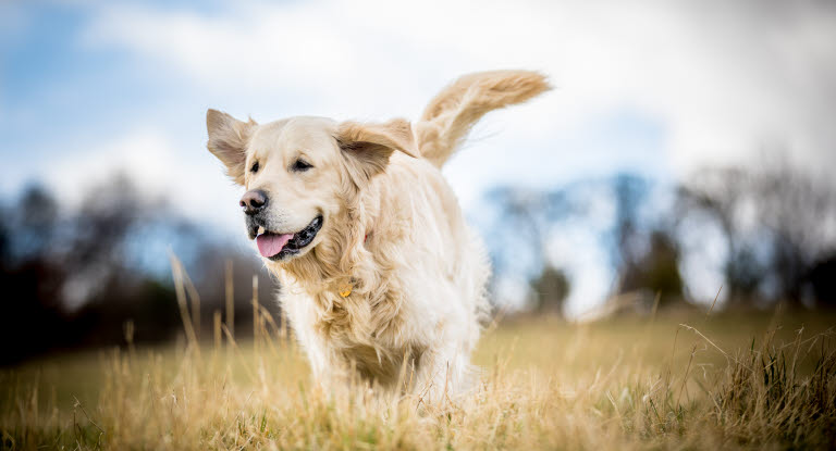 Golden Retriever är en av Sveriges vanligaste hundraser.