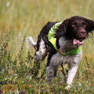 Jakthund springer bland gräs.