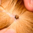 Borrelia är en infektion som överförs via fästingar till hund.