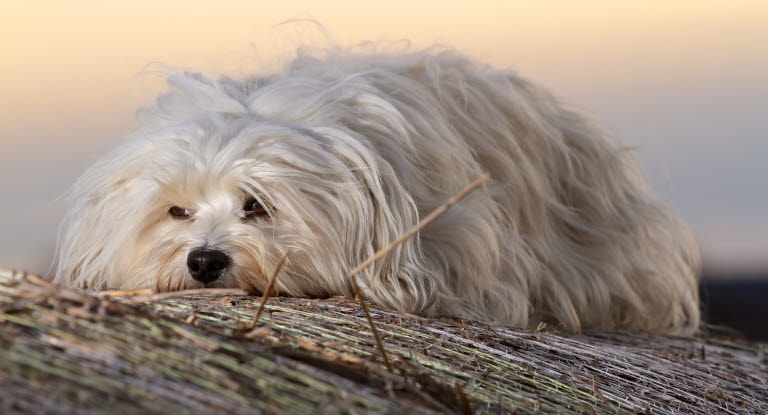 basen kobber grundigt Forskning kring diabetes hos hund - Agria Djurförsäkring
