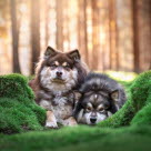 Två finska lapphundar i skogen.