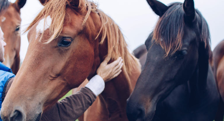 Hästar i flock kan sprida smitta mellan varandra.