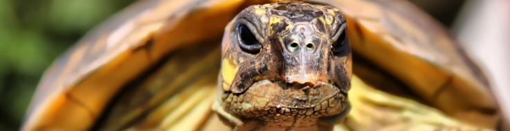 Sköldpadda i närbild.