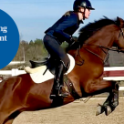 Brun häst hoppar över hinder i paddock.