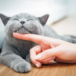 Ta hand om din katt för att den ska må så bra som möjligt.