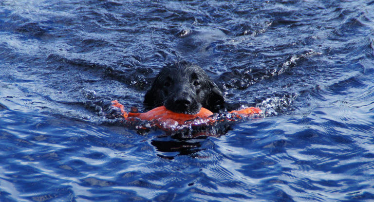 Flatcoated retriever apporterar i vatten.