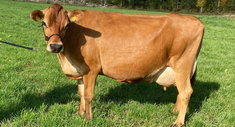 Yoda från Tuna Hökhultsgård är en av deltagarna i 2022 års SARA-klass.