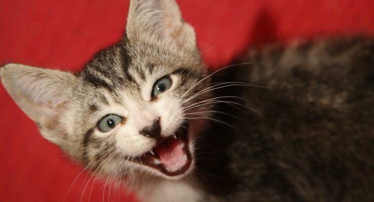 katt som nyser katt som nyser