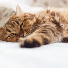 Katt som återhämtar sig efter ett epileptiskt anfall.