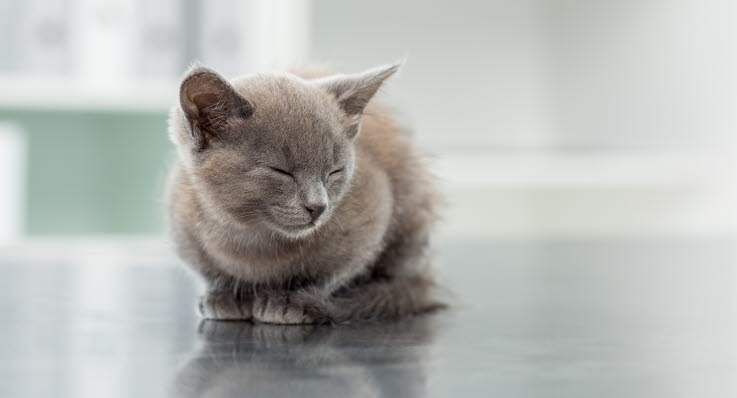 katt dricker mycket katt dricker mycket