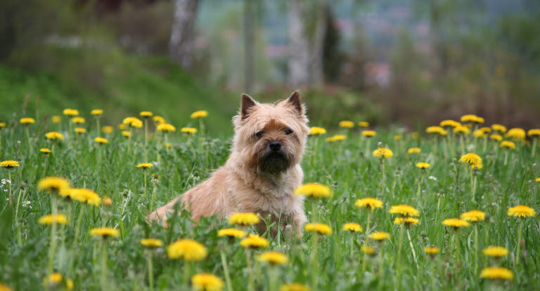 Cairnterrier sitter i gräset bland maskrosor.