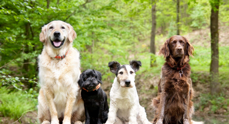 Fyra hundar i olika storlekar, från liten till stor.