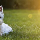 På en hund som normalt har ståndöron kan örat slokna på grund av blodöra.