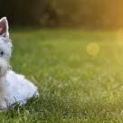 West highland white terrier ligger i gräset.