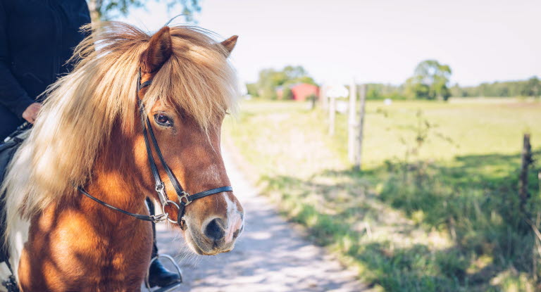 Ryttare och islandshäst under uteritt på mindre väg.