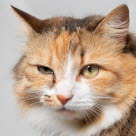 Katt med ögoninflammation på ena ögat.