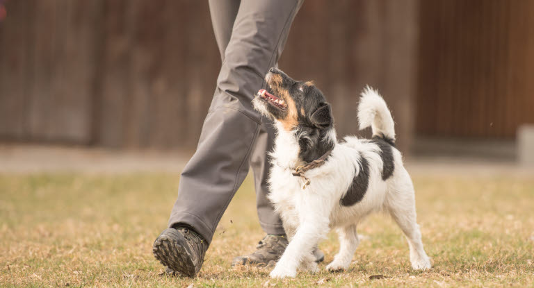 Jack Russel Terriers vanliga (och mindre vanliga) sjukdomar och skador