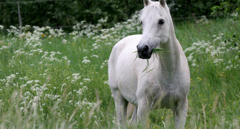 Häst på kraftigt grönbete kan drabbas av fång.