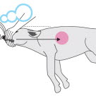 Instruktion för hur man gör konstgjord andning på hund.
