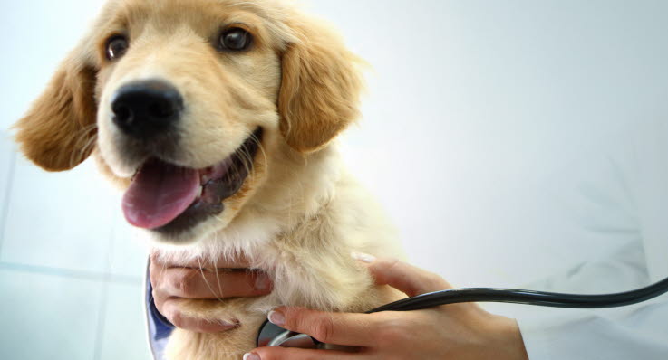 Hundvalp hos veterinären