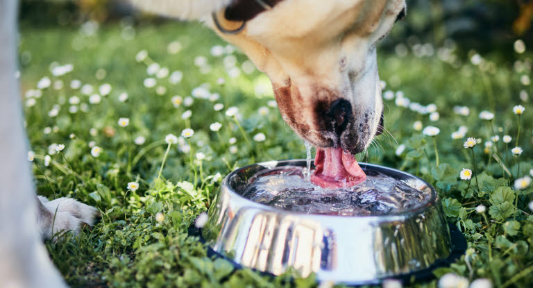 Hund som dricker mycket kan vara ett tecken på sjukdom. 
