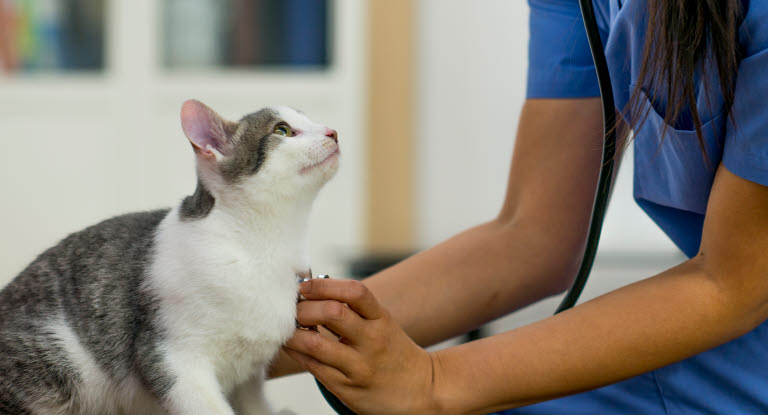Veterinär lyssnar på kattens hjärta med stetoskop.