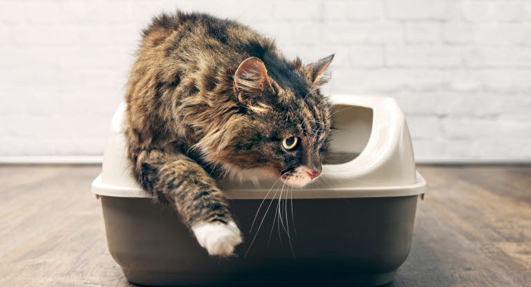 Om din katt inte bajsar normalt kan det bero på flera underliggande problem.