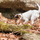 Jack russell terrier jagar i gryt.