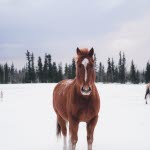 Pälspodden om kolik