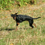 Hund som är ute och busar i naturen kan lätt skada sig och få skärsår.