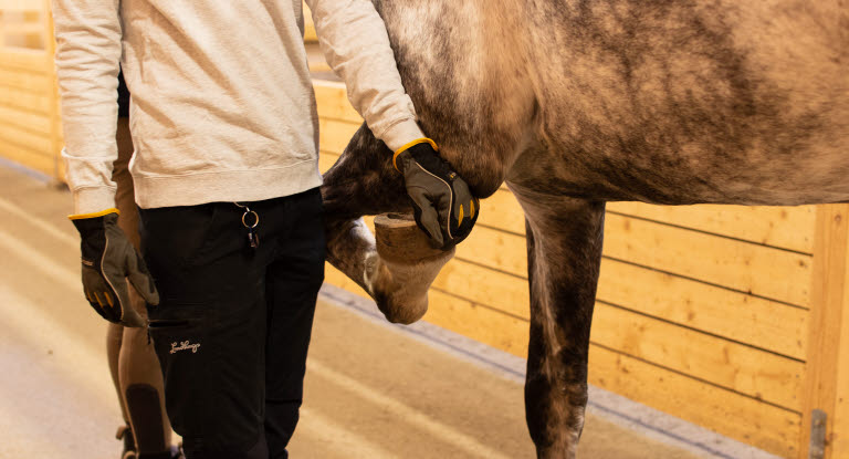 Veterinär utför böjprov på häst.