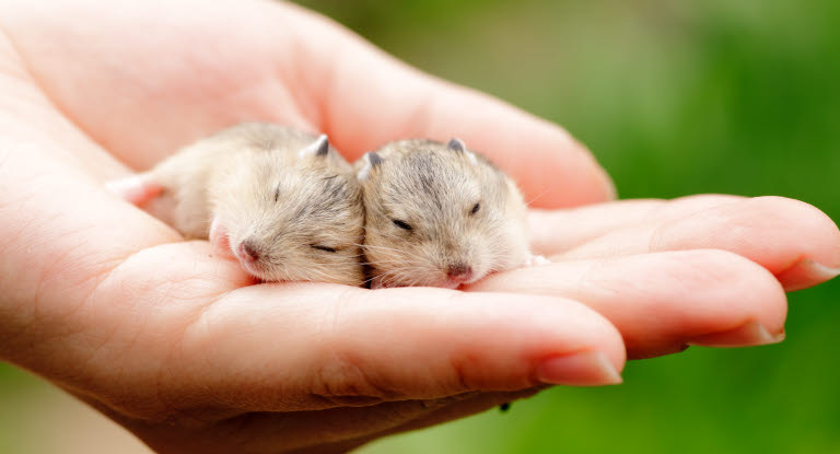 Tryggt med försäkring för din hamster.