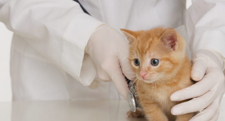 Har det dårligt myg valg Hur kan jag hjälpa min katt med veterinärbesöket? - Agria Djurförsäkring