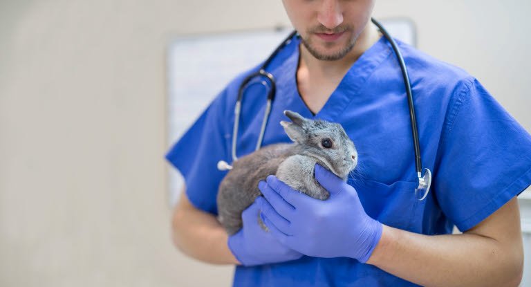 Kanin hos veterinären undersöks för skada eller sjukdom.