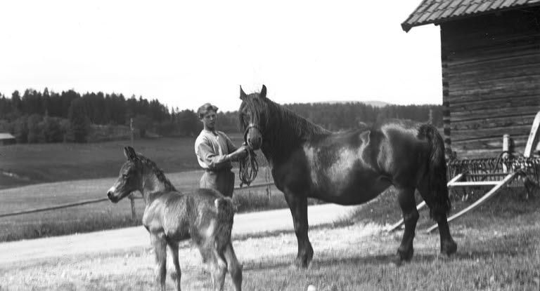 Den 1 november 1923 införde Skandinaviska kreatursförsäkringsbolaget, som senare blev Agria, en extra trygghet för försäkrade ston och hästägare genom en avgiftsfri foster- och fölförsäkring. 